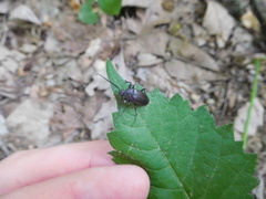 Capnochroa fuliginosa