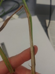 Carex lacustris