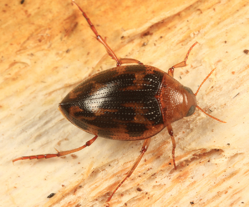 Haliplus fasciatus