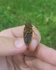 Magicicada cassinii