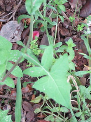 Sonchus oleraceus image