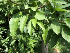 Forsythia × intermedia