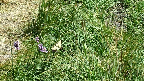 iNaturalist observation photo of Tiger Swallowtails and Allies