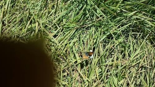 iNaturalist observation photo of Blues