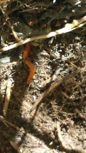 iNaturalist observation photo of Beetles