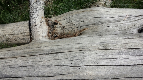 iNaturalist observation photo of Bee-mimic Robber Flies