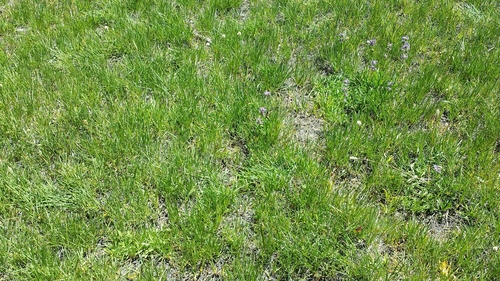iNaturalist observation photo of Western Tiger Swallowtail