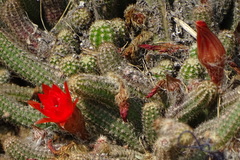 Trichocereeae