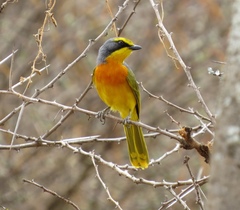 Telophorus sulfureopectus