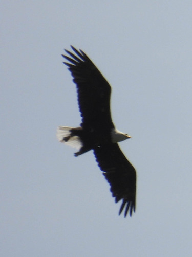 Bald Eagle photographed in Montana