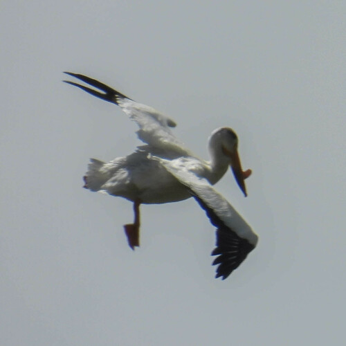 American White Pelican photographed in Montana