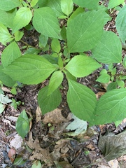 Collinsonia canadensis