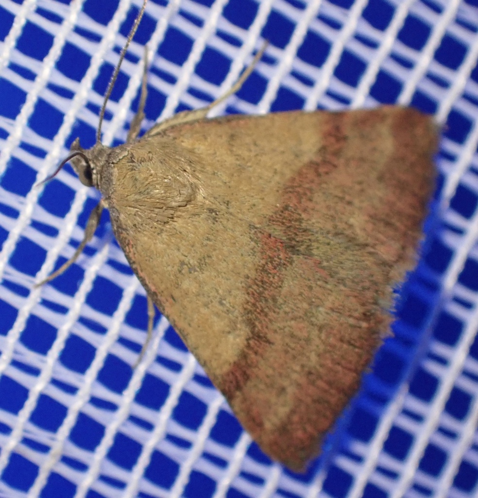 Small Purple-barred