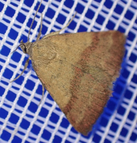 Small Purple-barred