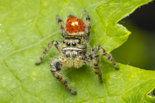 Phidippus adumbratus