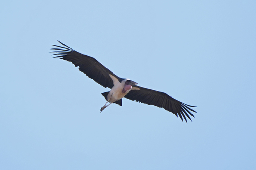 Marabú africano (Leptoptilos crumenifer)