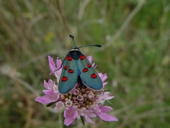 Zygaena lavandulae