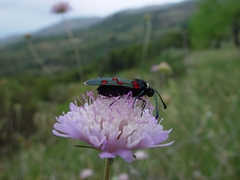 Zygaena lavandulae