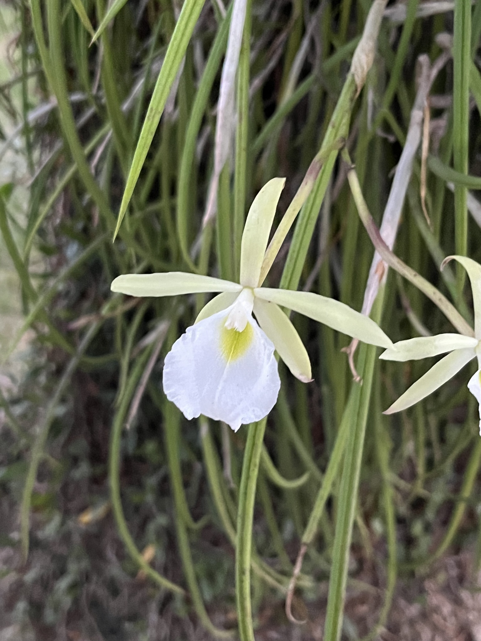 Brassavola perrini Lindl. 4