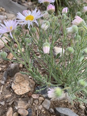 Erigeron concinnus