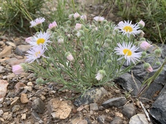 Erigeron concinnus