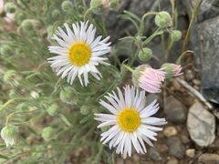 Erigeron concinnus