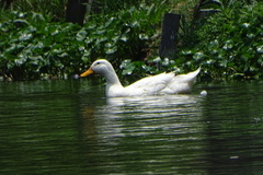 Anas platyrhynchos domesticus