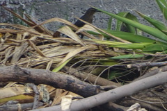 Quiscalus mexicanus