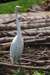 Ardea alba
