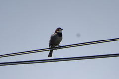 Passer domesticus