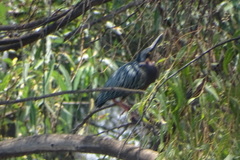 Butorides virescens