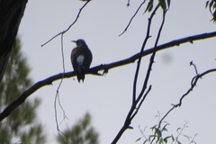 Colaptes