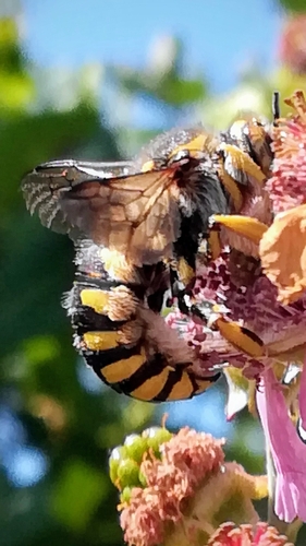 Florentine Woolcarder Bee photo 5