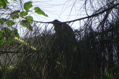 Butorides virescens