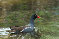 Gallinula galeata