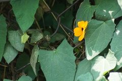 Thunbergia alata