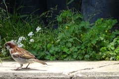 Passer domesticus