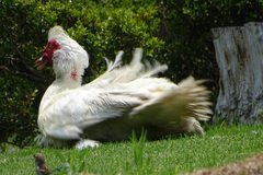 Cairina moschata domestica