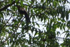 Quiscalus mexicanus