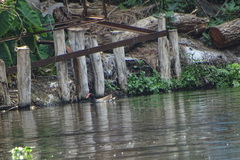 Gallinula galeata