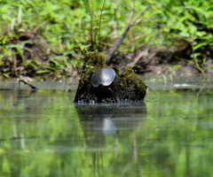 Chrysemys dorsalis