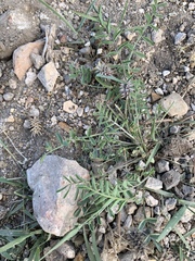 Astragalus eremiticus