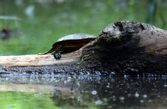 Chrysemys dorsalis