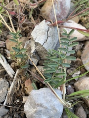 Astragalus eremiticus