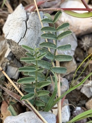 Astragalus eremiticus