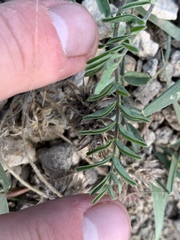 Astragalus eremiticus