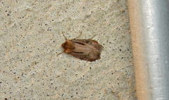 Agrotis vancouverensis