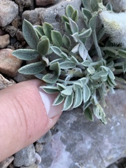 Astragalus newberryi castoreus