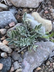 Astragalus newberryi castoreus
