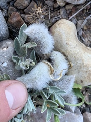 Astragalus newberryi castoreus